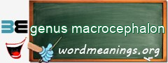 WordMeaning blackboard for genus macrocephalon